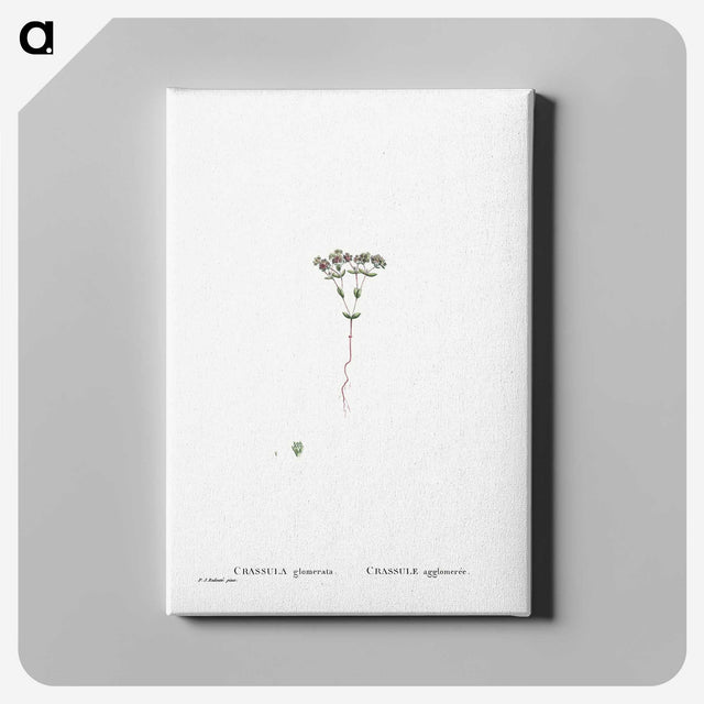 2-21_Histoire-des-Plantes-Grasses_canvas