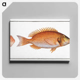 2-21_Ichtyologie-ou-Histoire-naturelle_canvas