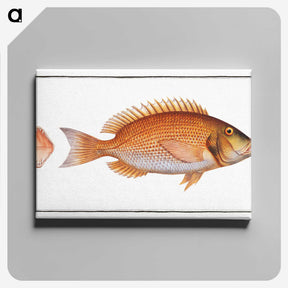 2-21_Ichtyologie-ou-Histoire-naturelle_canvas