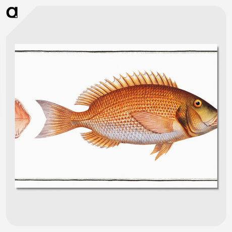 2-21_Ichtyologie-ou-Histoire-naturelle_picture-crop