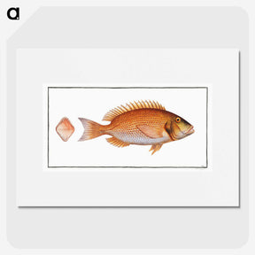 2-21_Ichtyologie-ou-Histoire-naturelle_picture