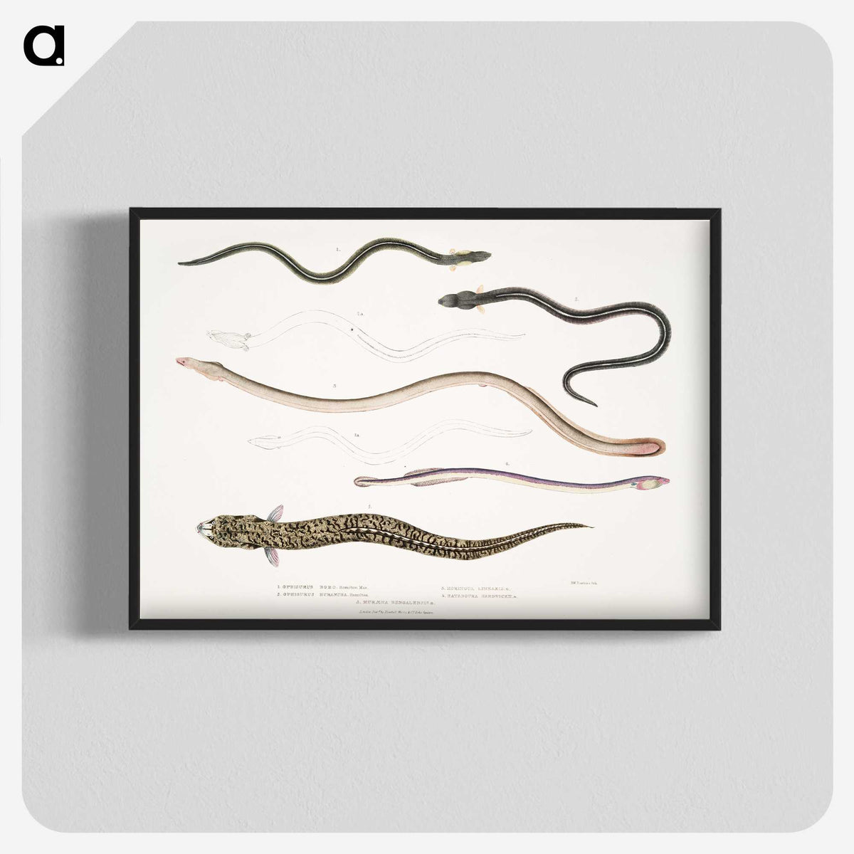 2-21_Indian-Zoology_blk-crop