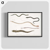 2-21_Indian-Zoology_blk-crop