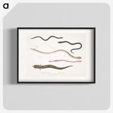 2-21_Indian-Zoology_blk