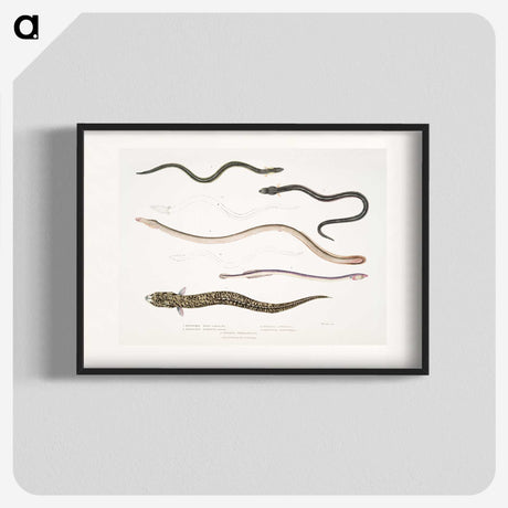 2-21_Indian-Zoology_blk