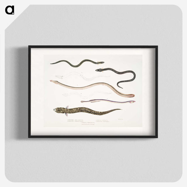 2-21_Indian-Zoology_blk
