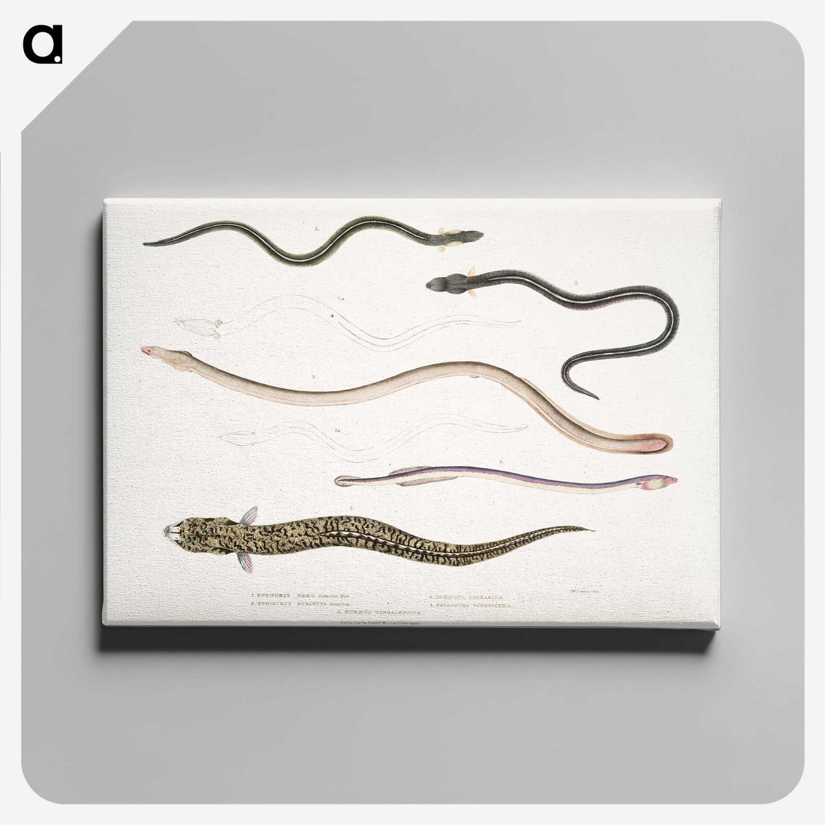 2-21_Indian-Zoology_canvas