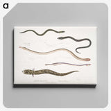 2-21_Indian-Zoology_canvas