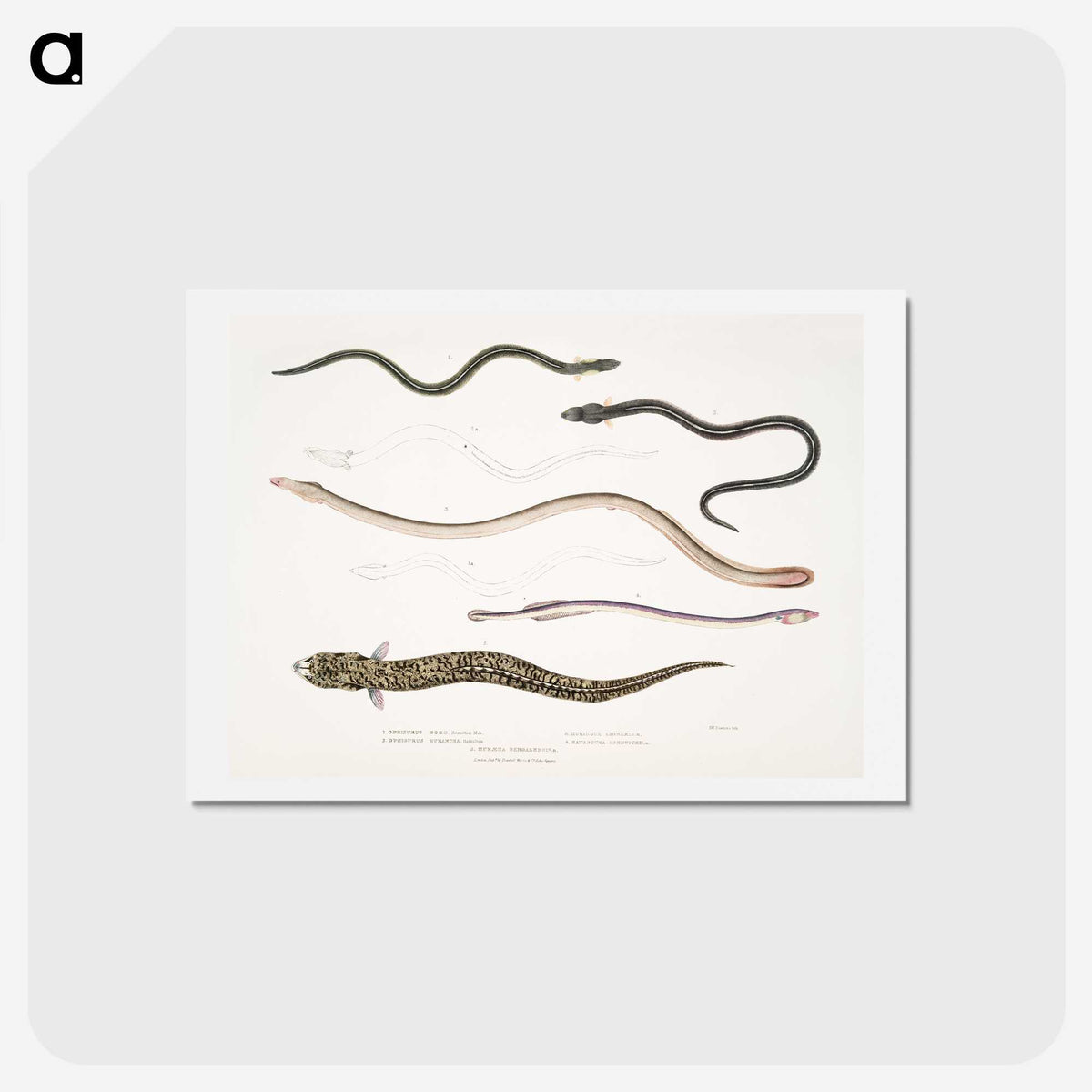 2-21_Indian-Zoology_hagaki