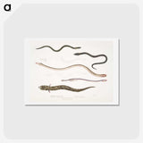 2-21_Indian-Zoology_hagaki
