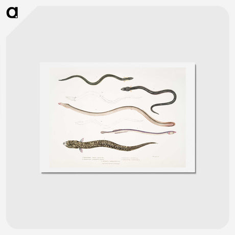 2-21_Indian-Zoology_hagaki