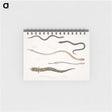 2-21_Indian-Zoology_memo