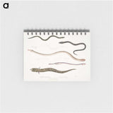 2-21_Indian-Zoology_memo