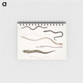 2-21_Indian-Zoology_memo