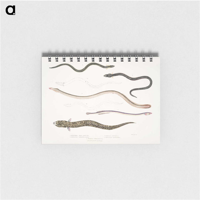 2-21_Indian-Zoology_memo