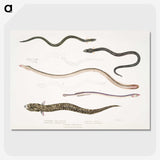 2-21_Indian-Zoology_picture-crop