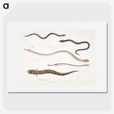 2-21_Indian-Zoology_picture