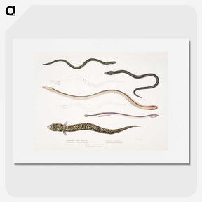 2-21_Indian-Zoology_picture