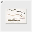 2-21_Indian-Zoology_postcard
