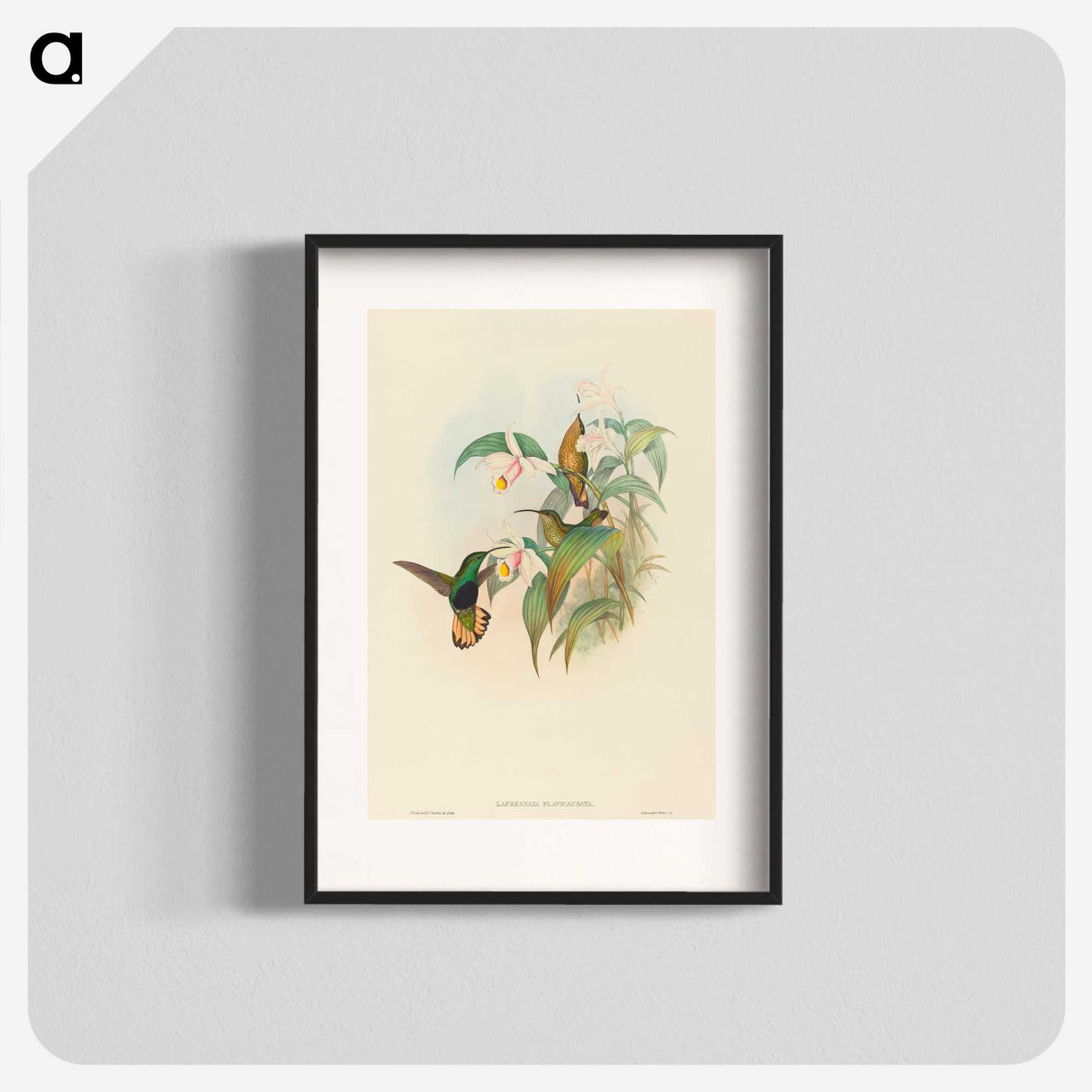 2-21_John-Gould_blk