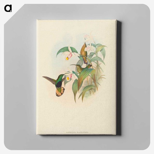 2-21_John-Gould_canvas