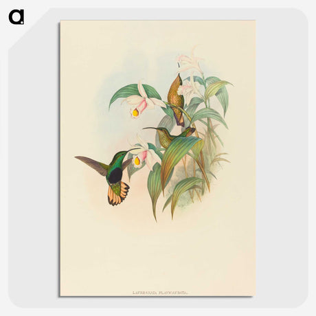 2-21_John-Gould_picture-crop