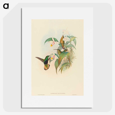 2-21_John-Gould_picture