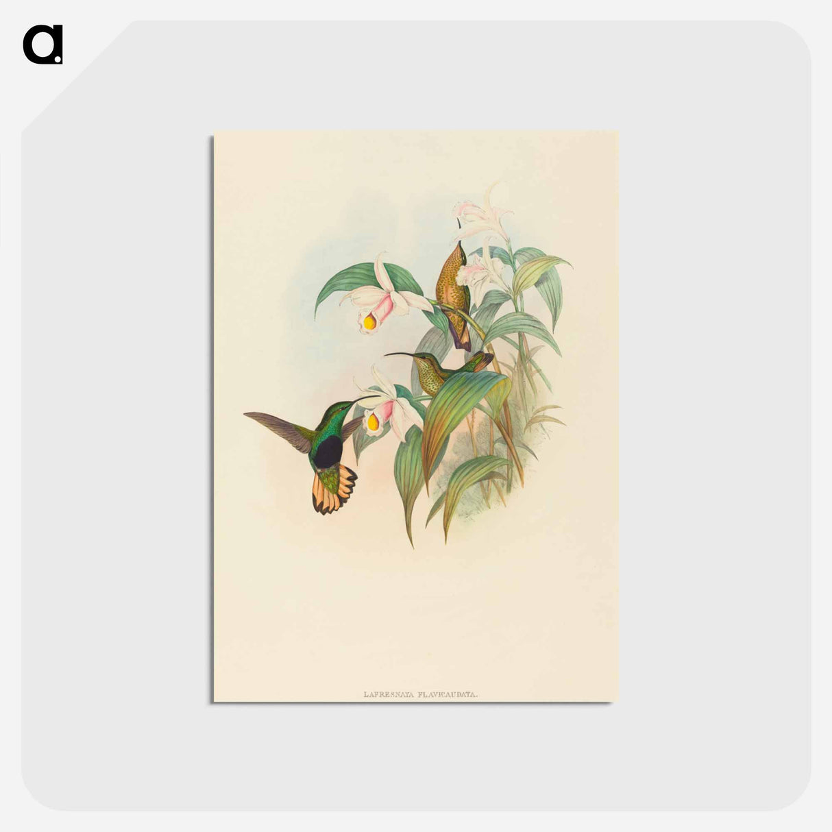 アートポストカード-Lafresnaya flavicaudata
 - ジョン グールド Postcard.