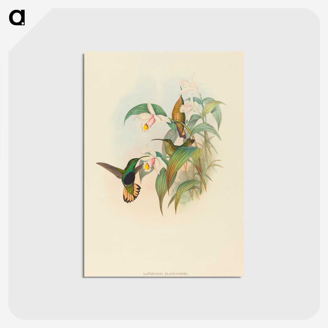2-21_John-Gould_postcard