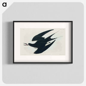 アートポスター-Sooty Tern
 - ジョン ジェームス オーデュボン Poster.