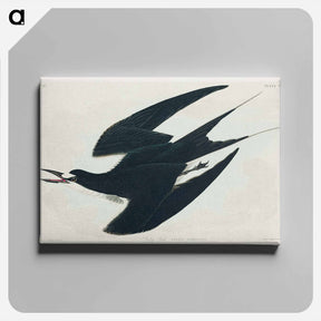 アートパネル-Sooty Tern
 - ジョン ジェームス オーデュボン Canvas.