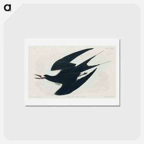 アートポストカード-Sooty Tern
 - ジョン ジェームス オーデュボン Postcard.