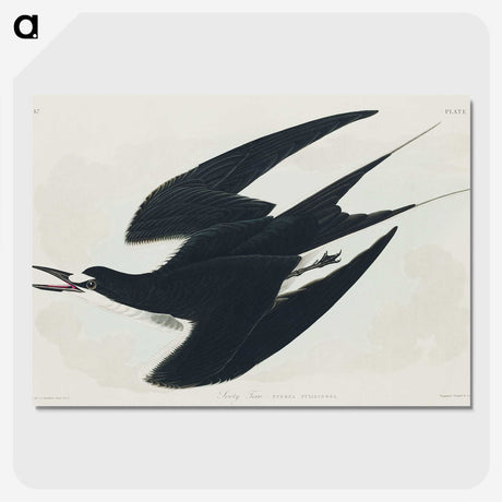2-21_John-James-Audubon_picture-crop