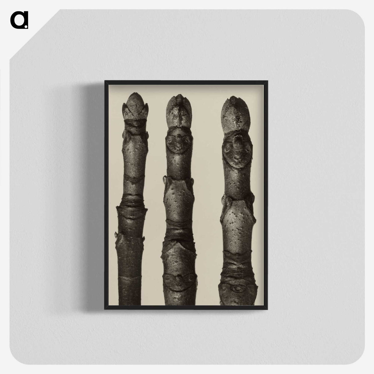 2-21_Karl-Blossfeldt_blk-crop
