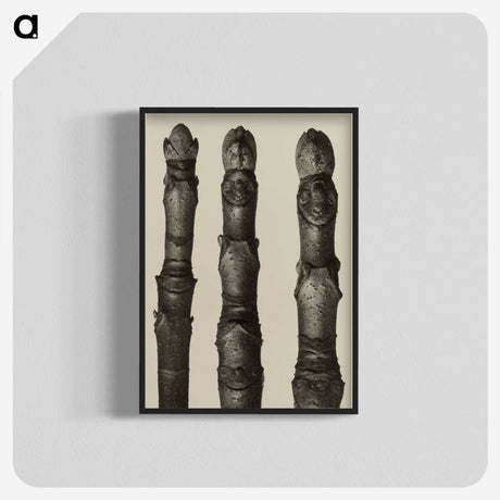 2-21_Karl-Blossfeldt_blk-crop