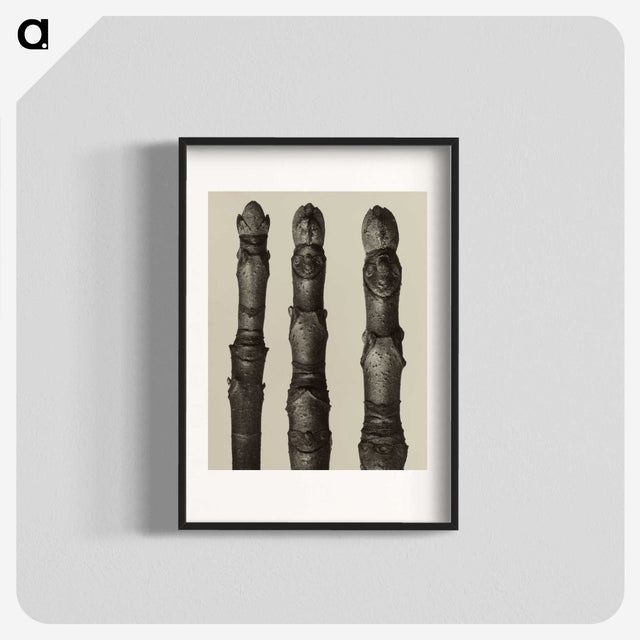 2-21_Karl-Blossfeldt_blk