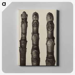 2-21_Karl-Blossfeldt_canvas