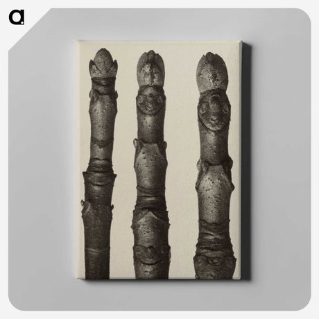 2-21_Karl-Blossfeldt_canvas