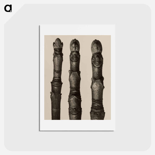 Aesculus parviflora - カール ブロスフェルト Postcard.