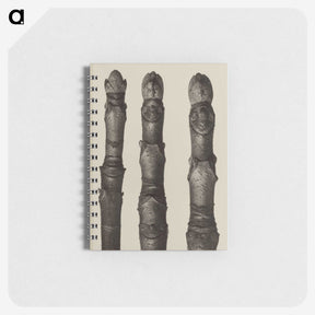 2-21_Karl-Blossfeldt_memo
