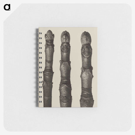 2-21_Karl-Blossfeldt_memo