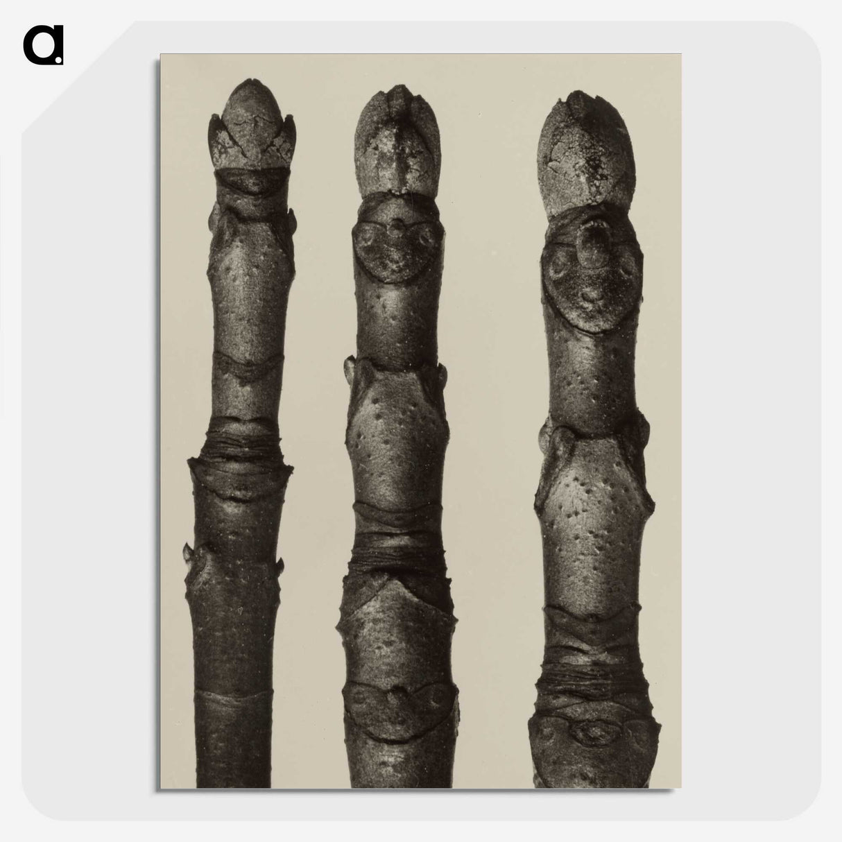2-21_Karl-Blossfeldt_picture-crop