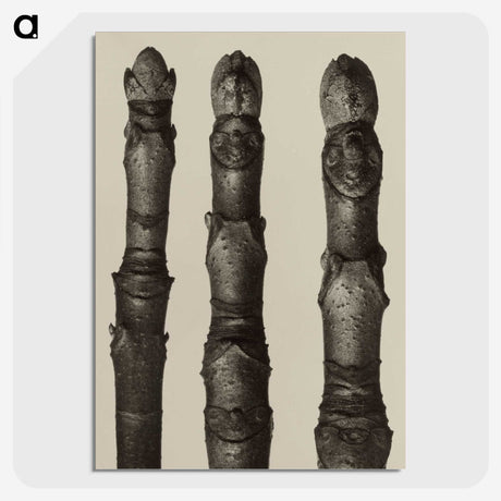 2-21_Karl-Blossfeldt_picture-crop