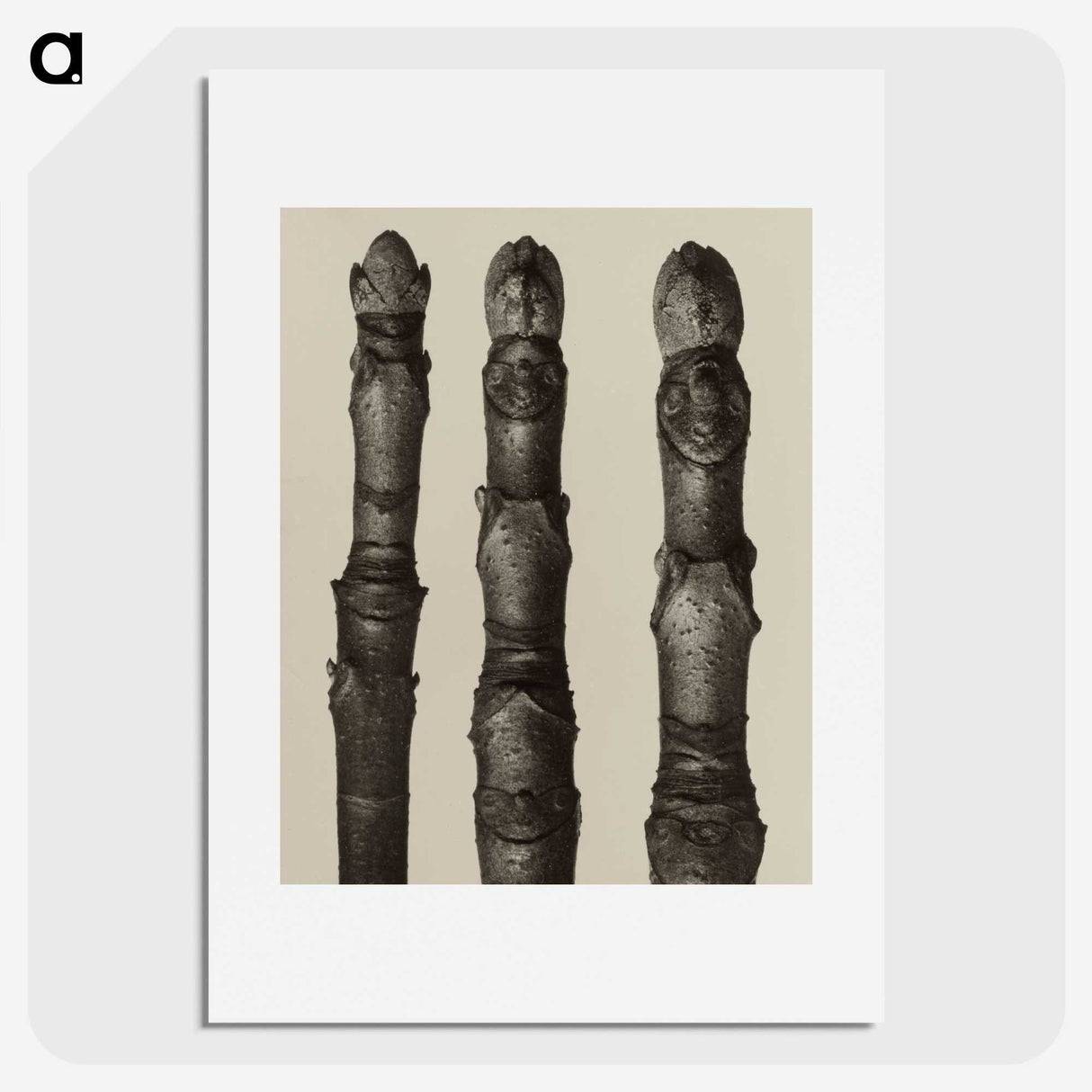 2-21_Karl-Blossfeldt_picture