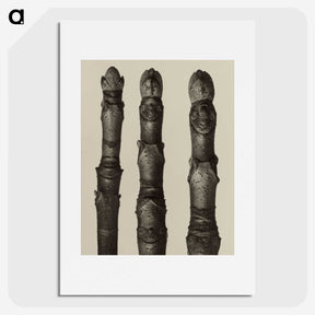 2-21_Karl-Blossfeldt_picture