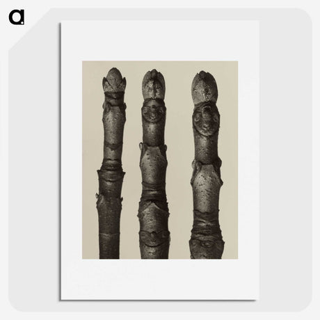 2-21_Karl-Blossfeldt_picture