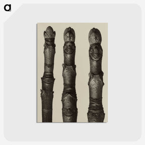 2-21_Karl-Blossfeldt_postcard