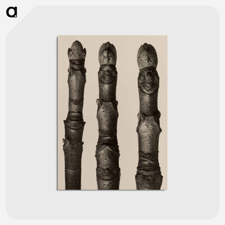 アートポストカード-Aesculus parviflora - カール ブロスフェルト Postcard.