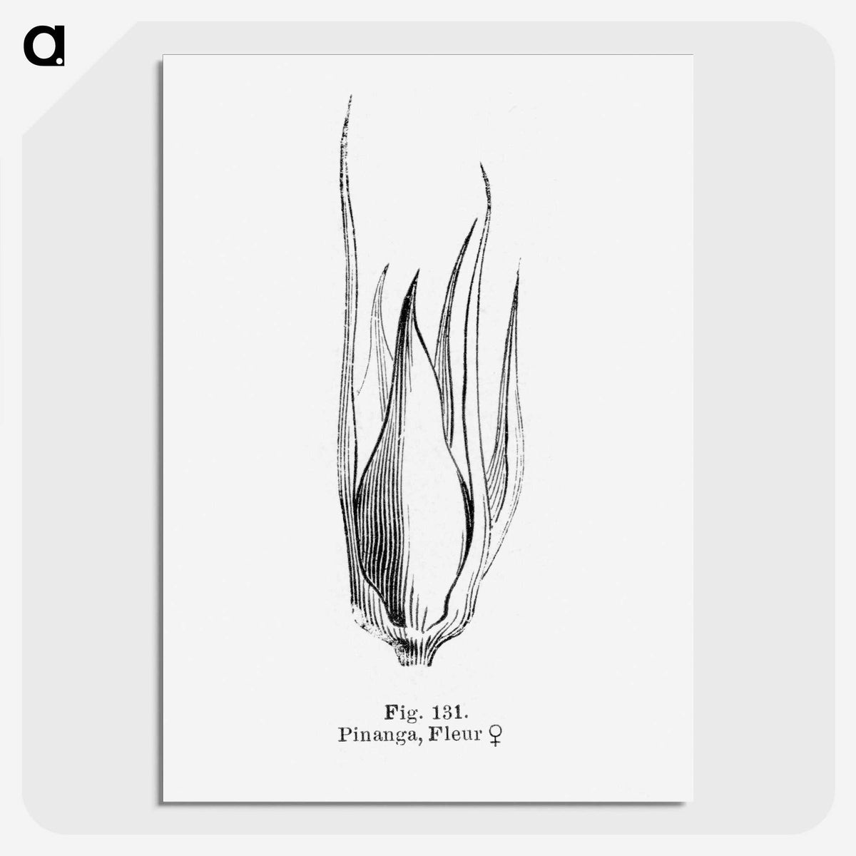 2-21_Les-Palmiers-Histoire-Iconographique_picture-crop