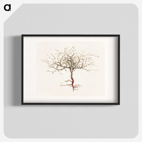 Commiphora gileadensis
 - ルイージ バルガーニ Poster.